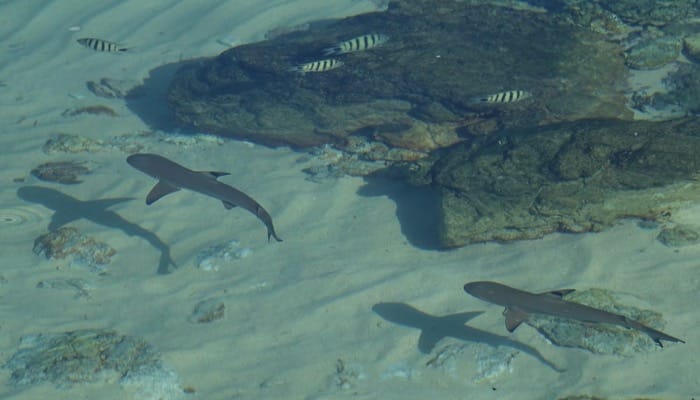 Baby Black Tip Reef Sharks - Two Seasons Coron Island Resort ©Beach Weather